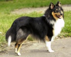 zadm tnatka sheltie