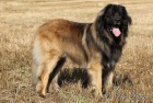 ttka leonberger s PP