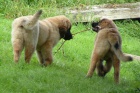 ttka leonberger s PP