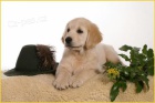 Stata Golden retriever (Zlat retriever)