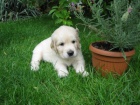 Stata Golden retriever (Zlat retriever)