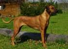 Rhodesian Ridgeback ttka s PP