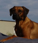 Rhodesian Ridgeback ttka s PP