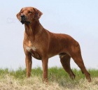 Rhodesian Ridgeback ttka s PP