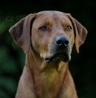 Rhodesian Ridgeback ttka s PP