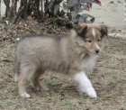 Sheltie