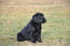 Flat Coated Retriever tn feneky k odbru