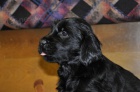 Flat Coated Retriever tn feneky k odbru