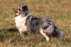 zadm tnatka sheltie