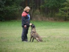 Belgick ovk malinois s PP