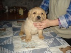 Labradorsk retriever s PP