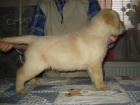 Labradorsk retriever s PP