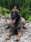 Belgick ovk malinois