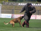 Belgick ovk malinois