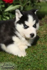 Sibisk husky-