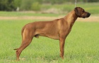 Rhodsk ridgeback - ttka s PP