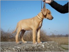 Rhodesian Ridgeback