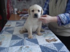 Labradorsk retriever s PP