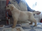 Labradorsk retriever s PP