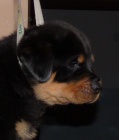 Rottweiler s PP - teniatka