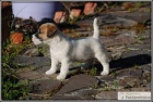 Jack Russell Terir s PP ( JRT )