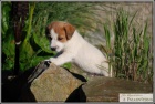 Jack Russell Terir s PP ( JRT )