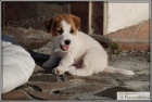 Jack Russell Terir s PP ( JRT )