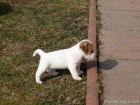 Jack Russell Terir s PP ( JRT )