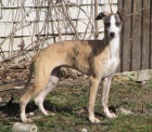 vipet-whippet