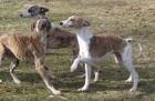 vipet-whippet