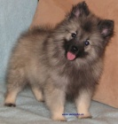 vl pic-keeshond