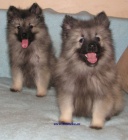 vl pic-keeshond