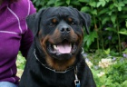 Rottweiler tata