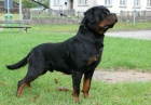 Rottweiler tata