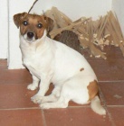 Jack Russell Terir tata s PP - JRT