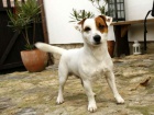 Jack Russell Terir tata s PP - JRT