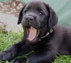 Labradorsk retriever  tata s PP