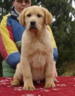 Labradorsk retriever s PP