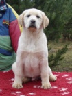 Labradorsk retriever s PP