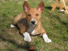 Prodej ttek BASENJI s PP