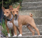 Prodej ttek BASENJI s PP