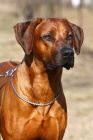 Rhodsk ridgeback s PP - posledn 2 pejsci!