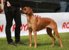 Rhodsk ridgeback s PP - posledn 2 pejsci!