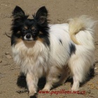 papillon