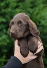 FLAT COATED RETRIEVER ern fenky