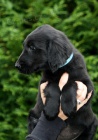 FLAT COATED RETRIEVER ern fenky