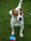 Jack russel terier - kryt