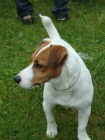 Jack russel terier - kryt