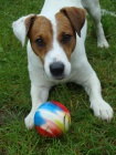 Jack russel terier - kryt