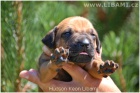 RHODESIAN RIDGEBACK